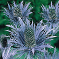Eryngium alpinum ''Blue Star'' 
